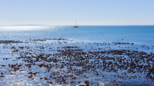 Yacht sailing on ocean sea waters silhoutted with horizon photo from kelp sea weed shoreline a scenic blue landscape .