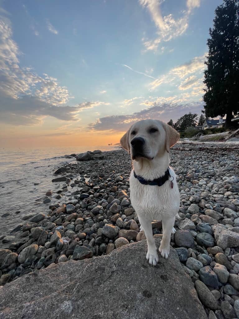 active dog hiking trail Canada outdoor adventure dog